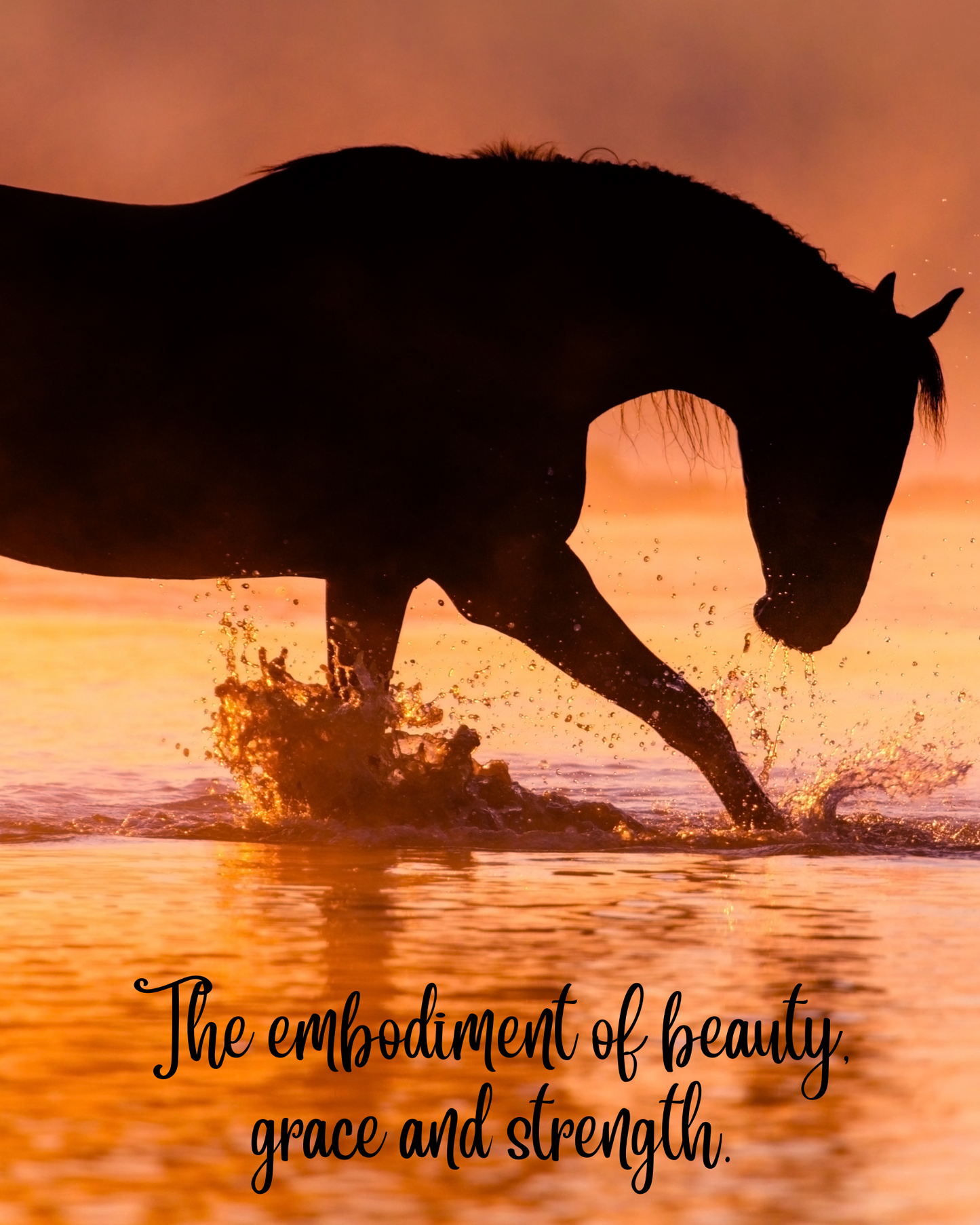 Horses beauty and grace